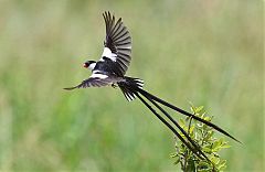 Pin-tailed Whydah